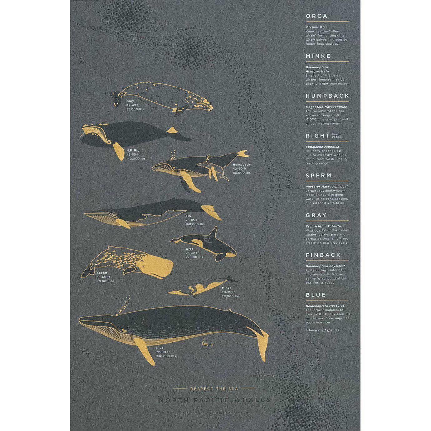 Young America Creative GALLERY - North Pacific Whale Migration
